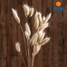 Load image into Gallery viewer, 50pcs dried natural flower bouquets raw color rabbit tail grass - casselheart
