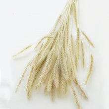 Load image into Gallery viewer, 50pcs dried natural flower bouquets raw color rabbit tail grass - casselheart
